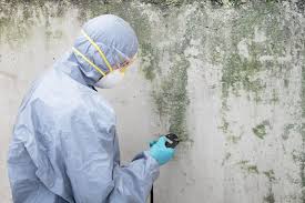 Best Basement Mold Removal  in USA